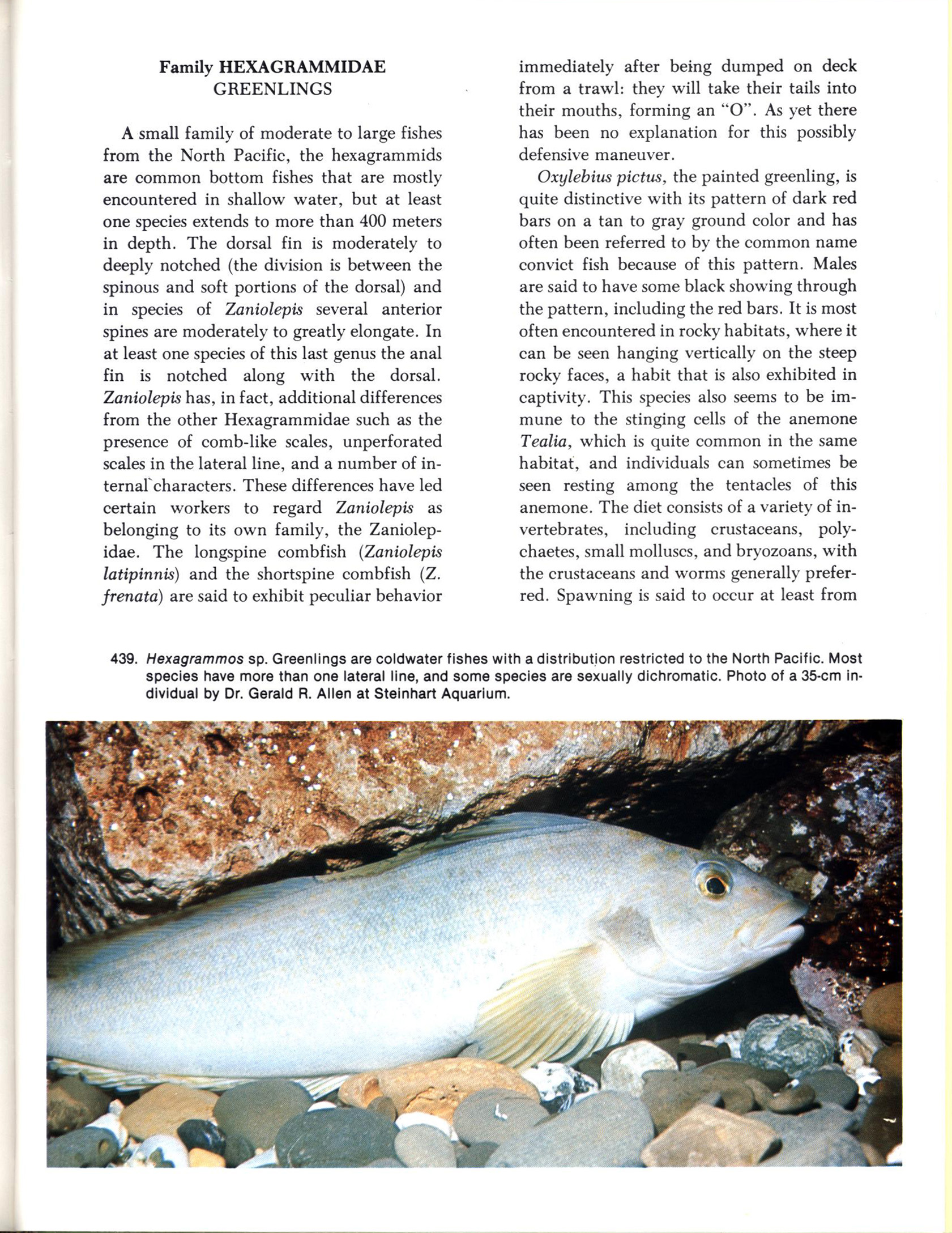 FISHES OF CALIFORNIA AND WESTERN MEXICO: Pacific marine fishes, Book 8 (California & Western Mexico). tfhp6102i